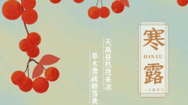 寒（hán）露最適宜飲菊花茶（chá）菊花酒